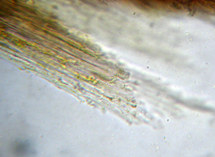 Mycena dal lungo gambo con micro delle spore